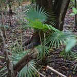 Coccothrinax barbadensis Hoja