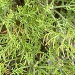 Artemisia alba Likasa