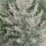 Echium italicum Floare