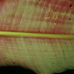 Heliconia reticulata Fruto