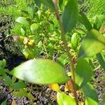 Vaccinium corymbosum Leaf