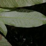 Brosimum lactescens 葉