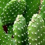 Consolea rubescens Hoja