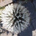 Echinops sphaerocephalus Virág