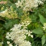 Filipendula ulmariaFlor