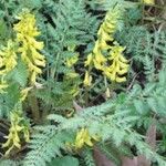 Corydalis cheilanthifolia Flor