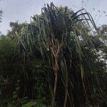 Pandanus urophyllus Leaf