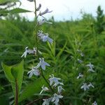 Lobelia spicata Staniste