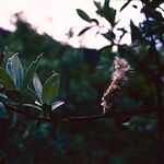 Salix lapponum Leaf