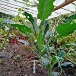 Brassica oleracea Folha