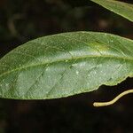 Prestonia mexicana Ліст
