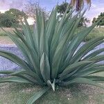 Agave guiengola Blad