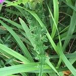 Cirsium palustre Leaf