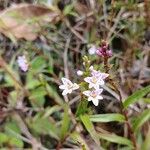 Epidendrum fimbriatum Цветок