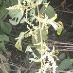 Chamissoa altissima Elinympäristö