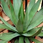 Agave obscura Leaf