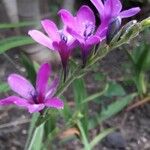 Babiana angustifolia Flor