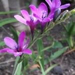 Babiana angustifolia Flower