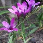 Babiana angustifolia Blomma