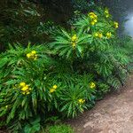 Sonchus congestus Habitus