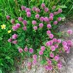 Trifolium wormskioldii 花