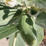Calotropis procera फल