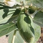 Calotropis procera Fruto