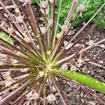 Allium schubertii Bark