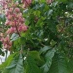 Aesculus × carnea Blatt