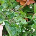 Euphrasia stricta Liść