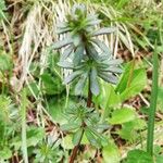 Galium sylvaticum Leaf