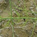 Equisetum fluviatile ഇല