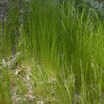 Deschampsia elongata Агульны выгляд