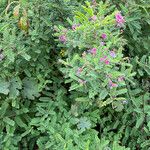 Indigofera heterantha Leaf