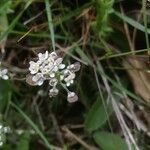 Teesdalia nudicaulis Květ