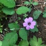 Vaccaria hispanica Flower