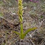 Platanthera hyperborea Floare