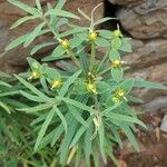 Euphorbia piscatoria Hoja