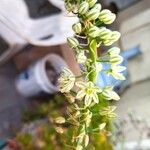 Albuca bracteata फूल