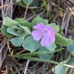 Primula marginata फूल