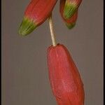 Dichelostemma ida-maia Other