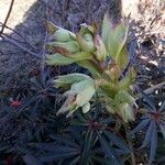 Helleborus foetidus Květ