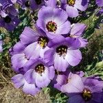 Eustoma exaltatum Blomma