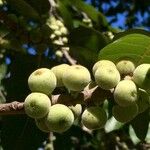 Ficus ingens Fruit