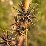 Bidens pilosa 果実