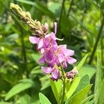 Desmodium canadense Çiçek