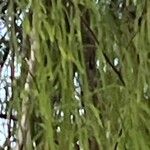Dacrydium cupressinum Leaf