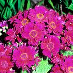 Pericallis cruenta Цветок
