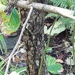 Diospyros virginiana Corteza