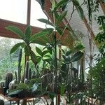 Eriobotrya japonica Likasa